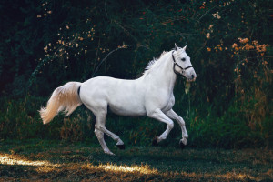 Cheval → quelle est la durée de vie d'un cheval ? | Blog Animal