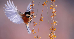 Bienvenue sur ce nouveau blog parlant des animaux | Blog Animal