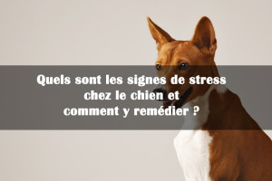 Les signes du stress chez le chien et leurs remèdes | Blog Animal