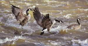 Qu'est-ce qu'une Bernache du Canada ? | Blog Animal