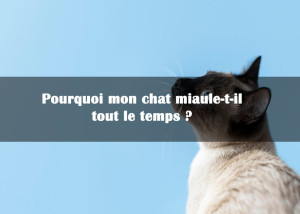 Pourquoi mon chat miaule-t-il tout le temps ? | Blog Animal