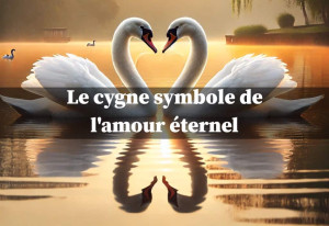 Le cygne, symbole de l'amour éternel | Blog Animal