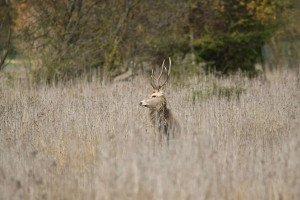 Détective des Forêts : Art de Traquer le Cerf en Douceur