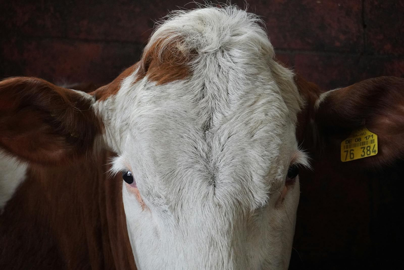 Alimentation Équilibrée : Évaluer le Bien-Être de Votre Vache Laitière