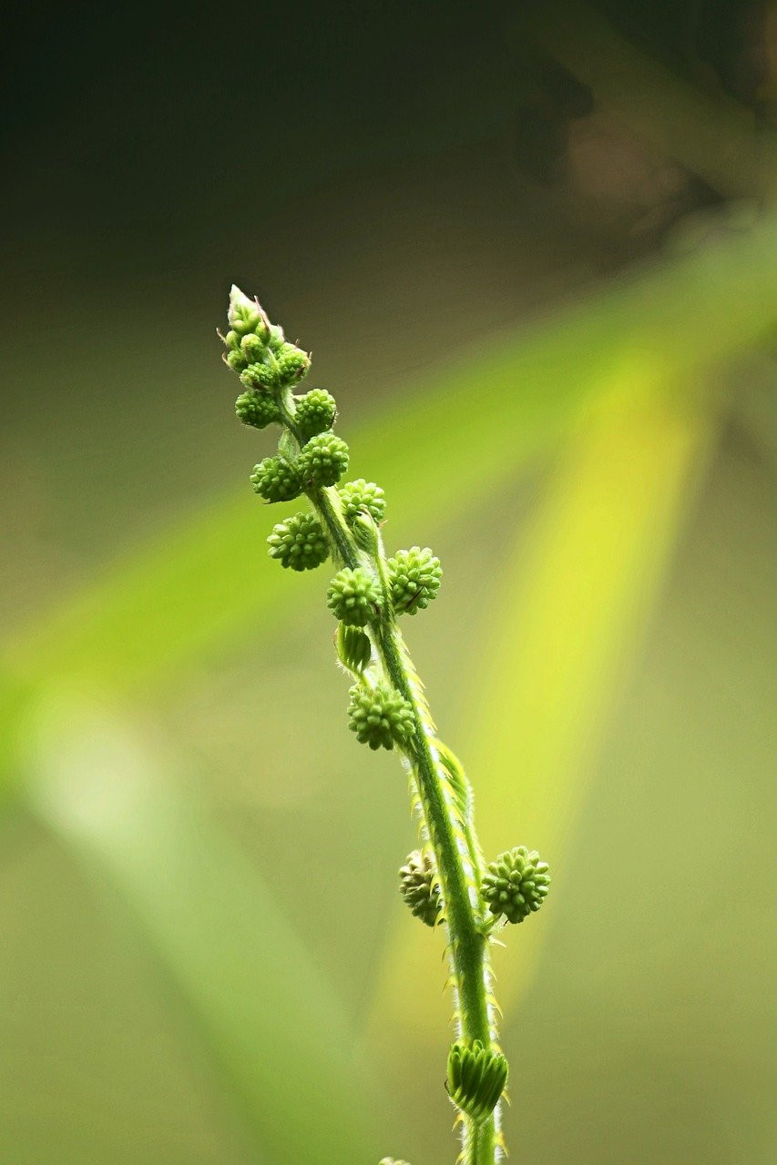 Cultiver le Mimosa pudica : Éveillez vos sens avec la plante sensitive !