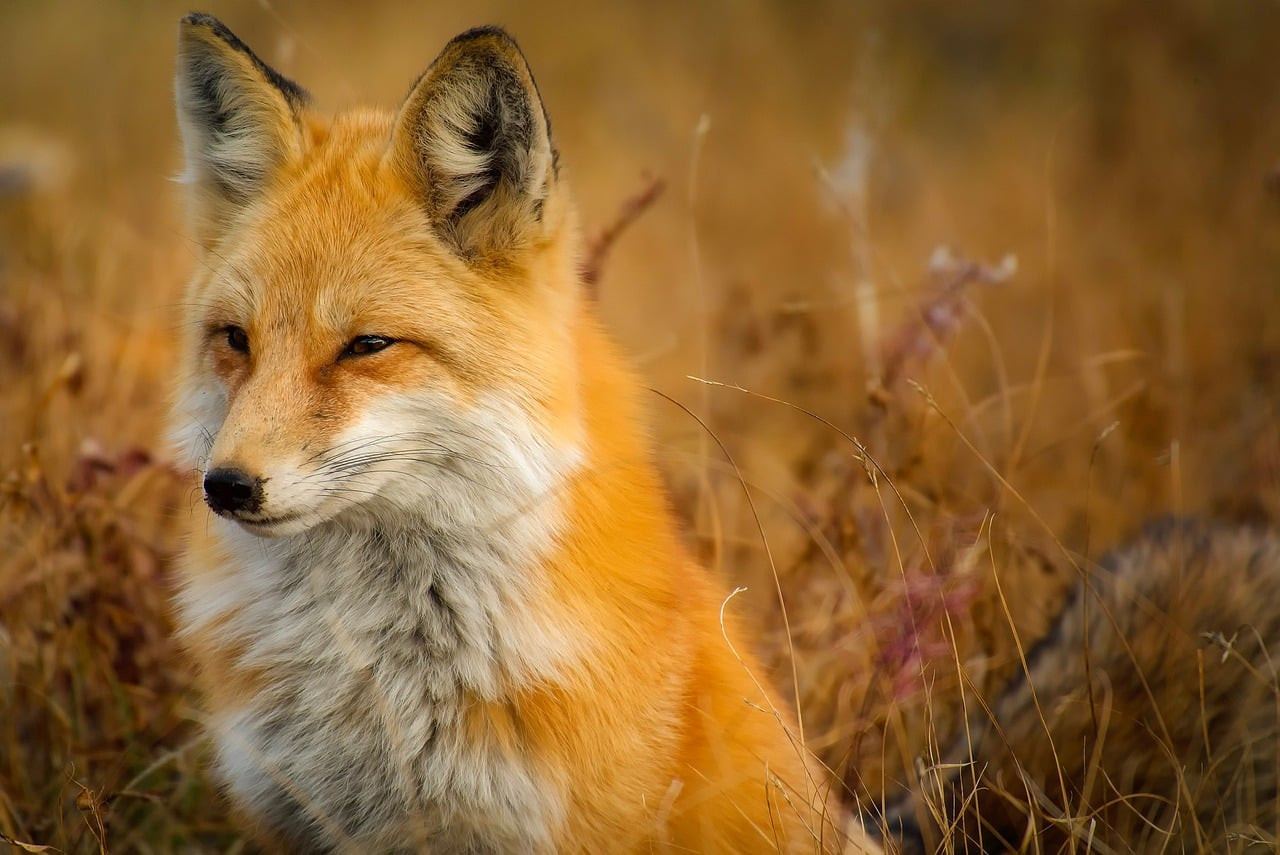 Renards nocturnes : Secrets d'une chasse discrète