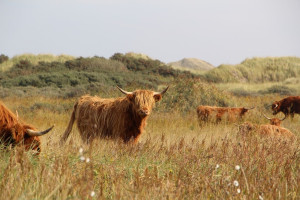 La Vache : Pilier Vital de l'Élevage Mondial