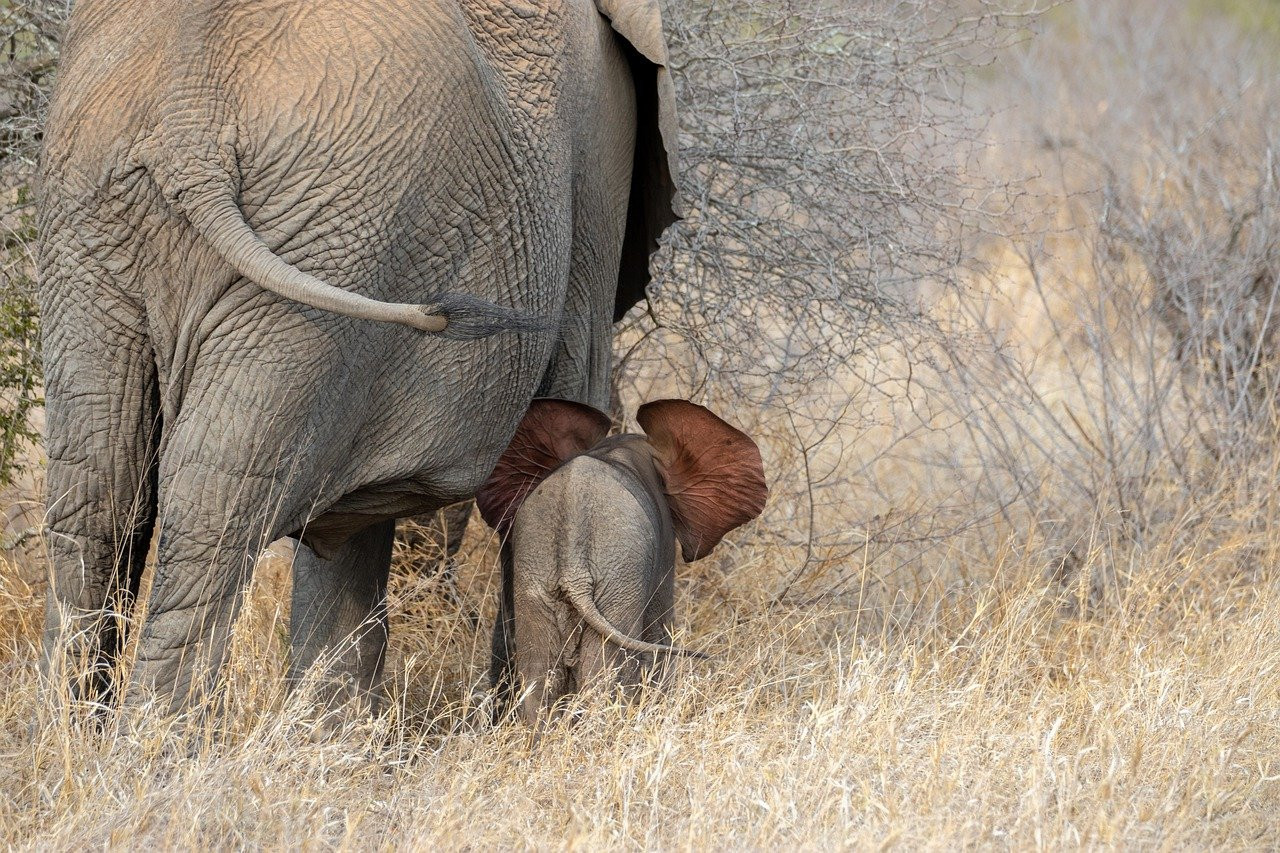 Mémoire d'Éléphant : Mythes et Réalités sur l'Intelligence des Géants