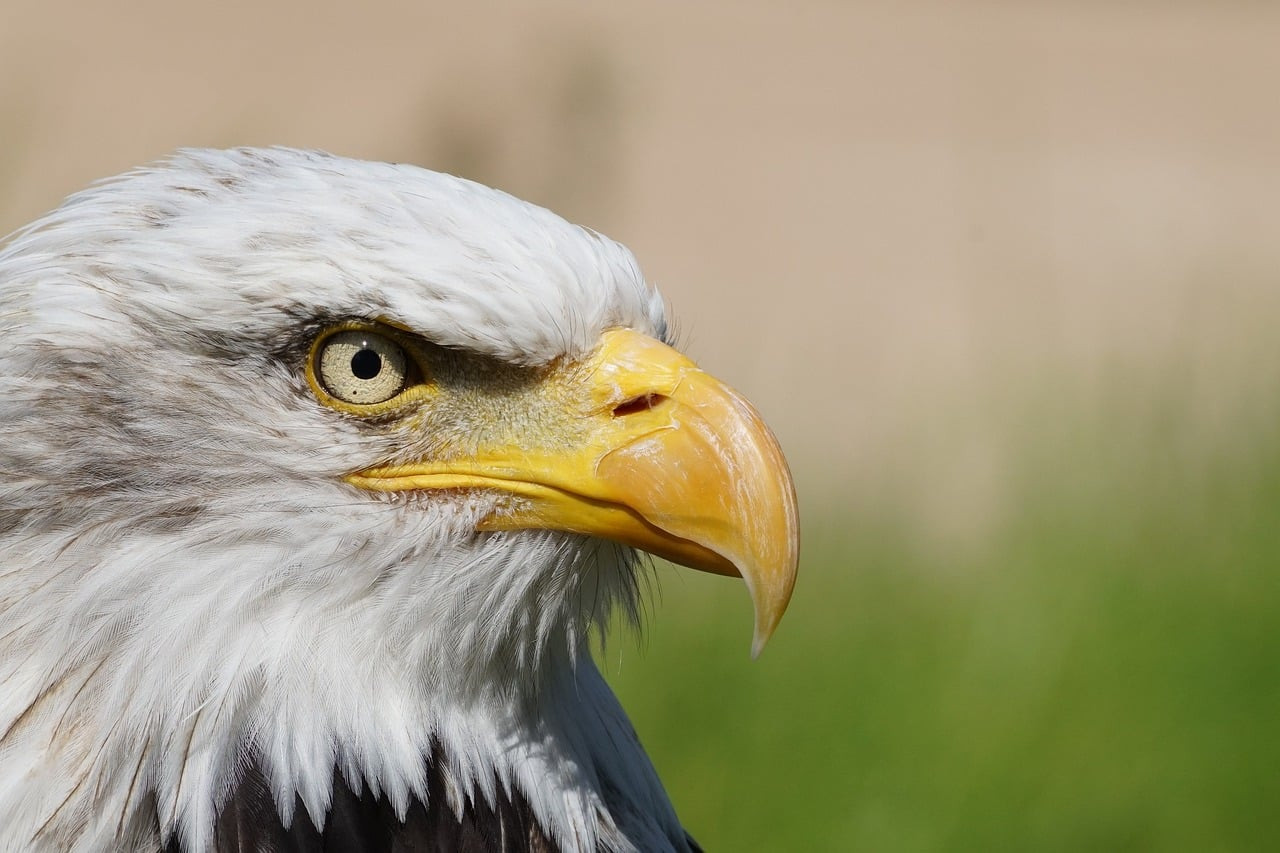 Aigles Royaux en Europe : Top Sites et Matériel Essentiel