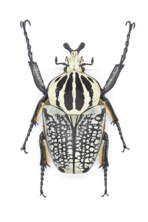 À la découverte de la floraison extraordinaire du rafflesia, la plus grande fleur du monde