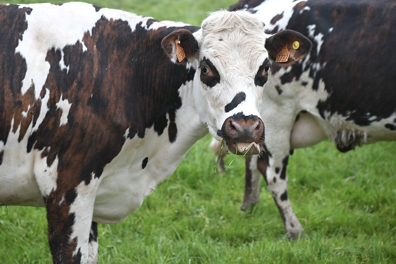 Secrets pour Maximiser la Production Laitière des Bovins