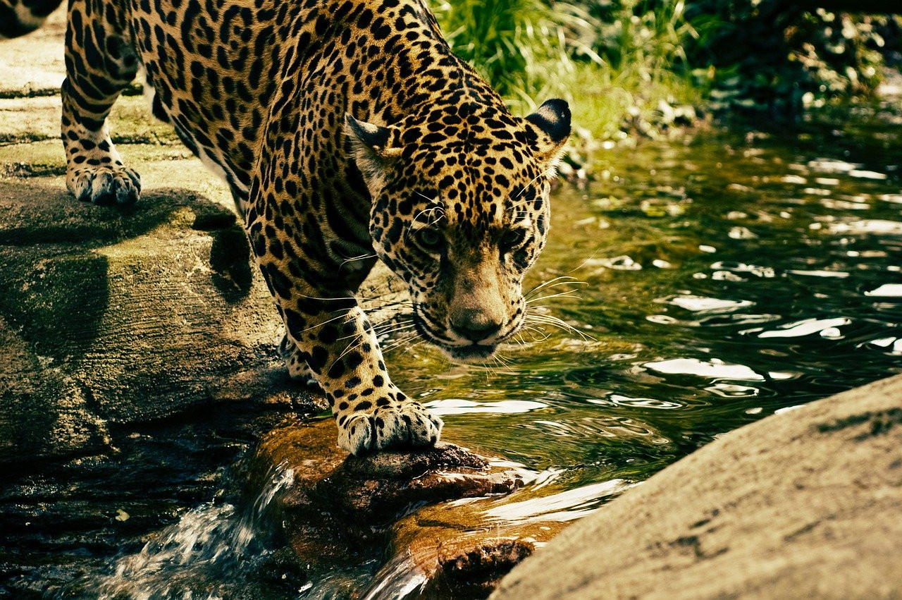 Identifier les techniques de chasse du léopard en pleine nature