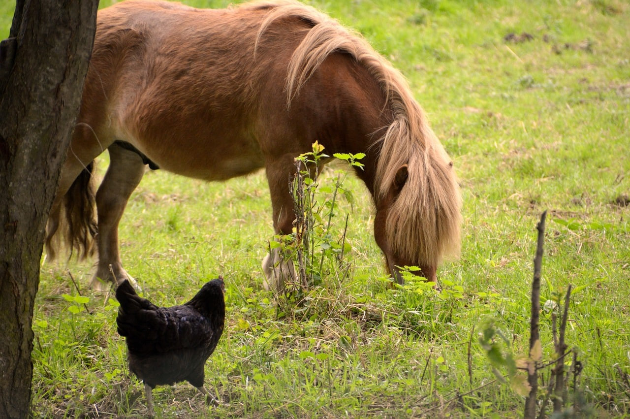 Cohabitation Harmonieuse : Cochons d'Inde et Lapins