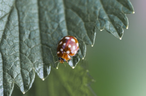 Les Secrets de la Coccinelle : Votre Alliée au Jardin!