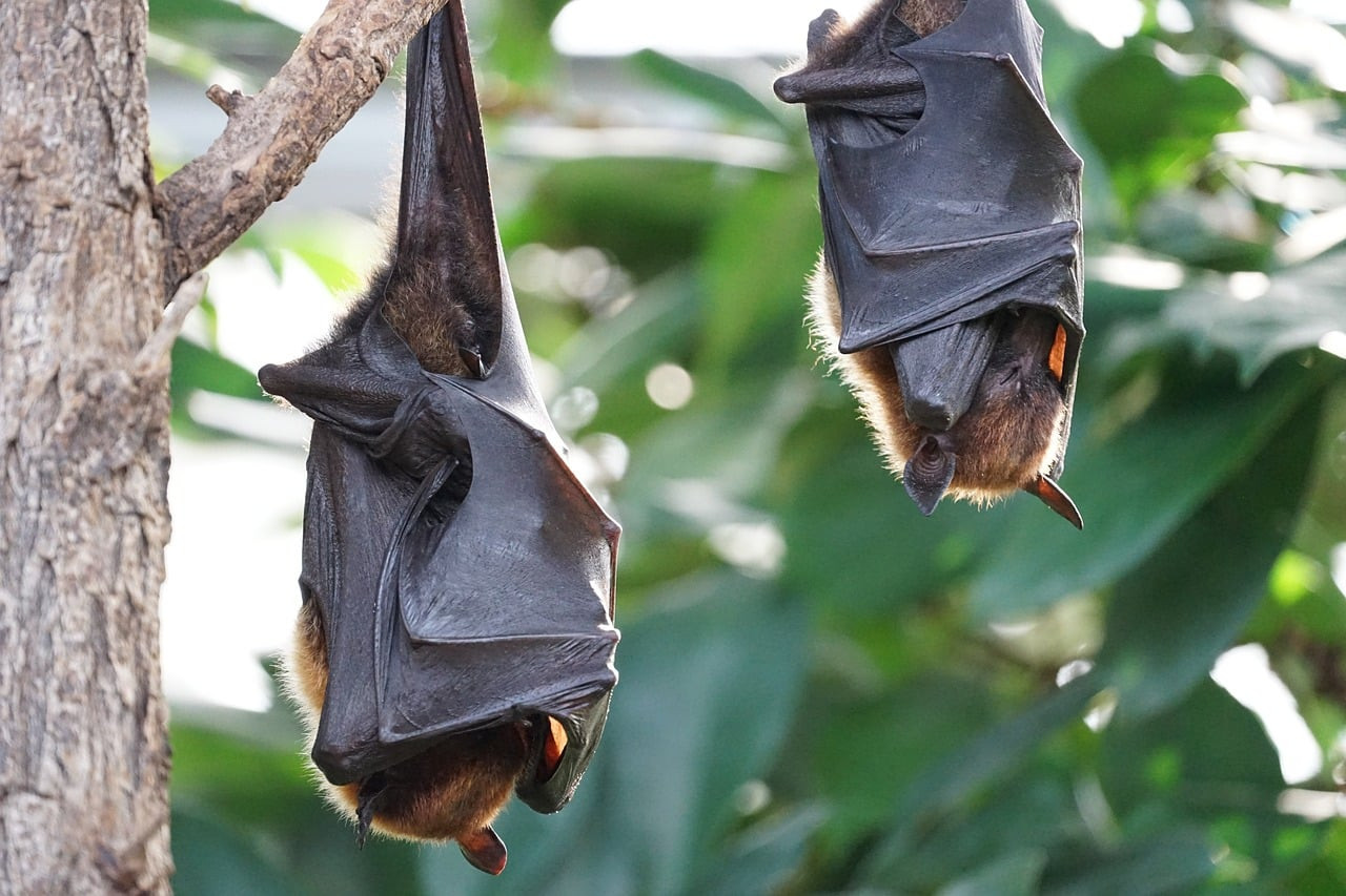 Les Secrets de l'Écholocalisation : Comment les Chauves-Souris Naviguent dans l'Obscurité