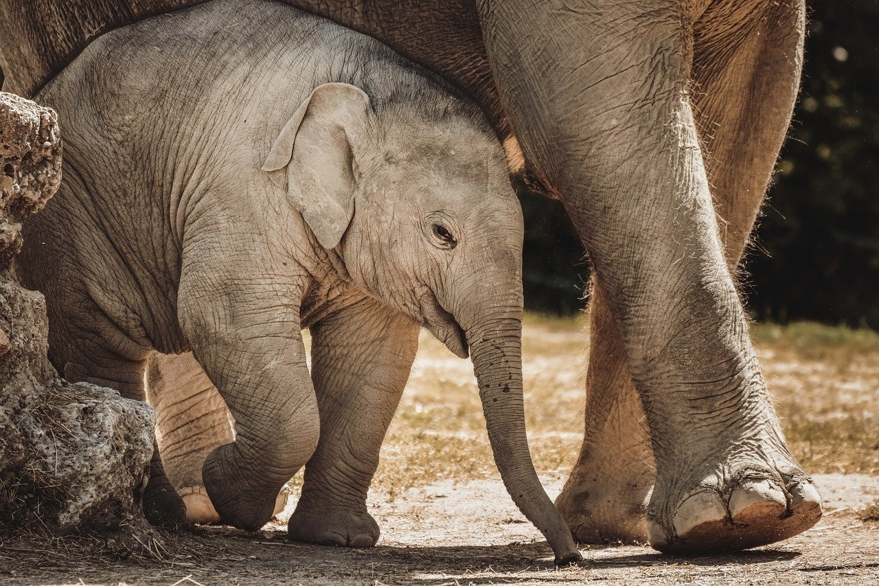 Éléphants et Savane : Gardiens de l'Équilibre et Voyageurs de la Nature