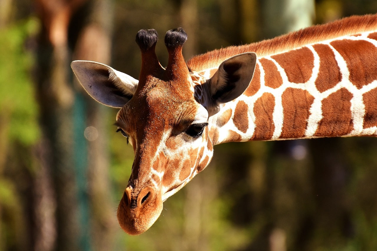 Girafes en toute sécurité : Apprenez à les observer sans les déranger