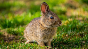 L'enclos parfait pour votre lapin bélier : astuces pour éviter les rongeurs de câbles