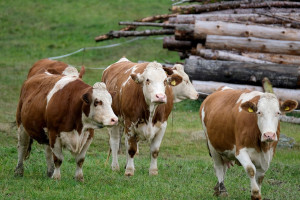 Boostez la Qualité du Lait : L'Alimentation Variée des Vaches Laitières