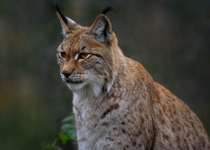 À la recherche du lynx : astuces pour croiser son regard furtif