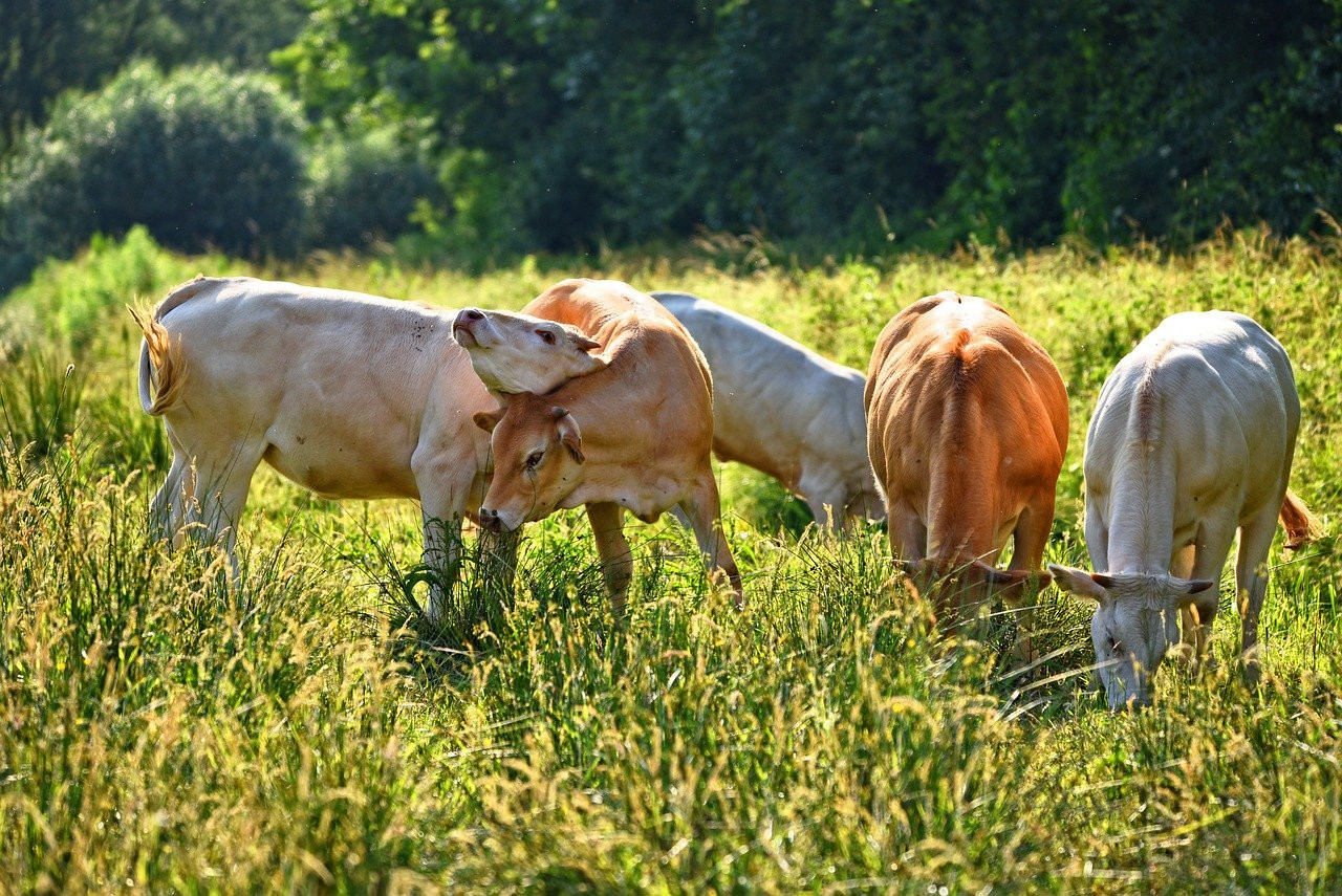 Pâturage Tournant : Une Révolution pour la Prairie et le Bien-Être des Bovins