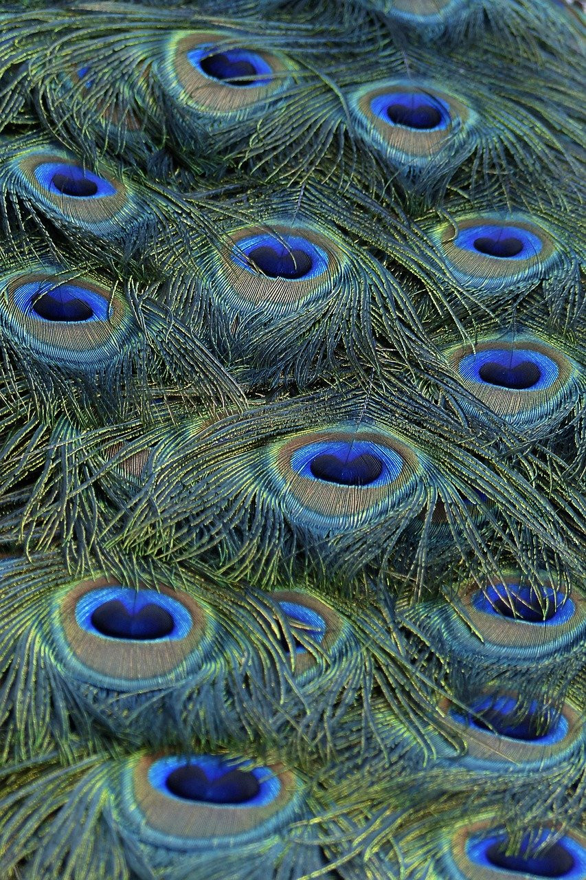Fier comme un Coq : Symbolique et Culture à la Loupe