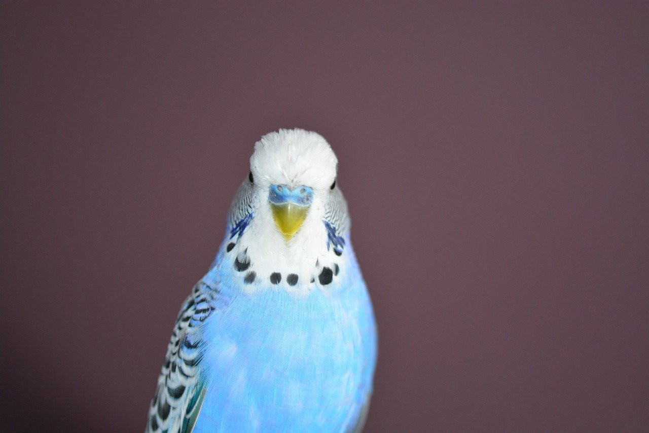Placement idéal de la cage : Protégez votre perruche ondulée des courants d'air !