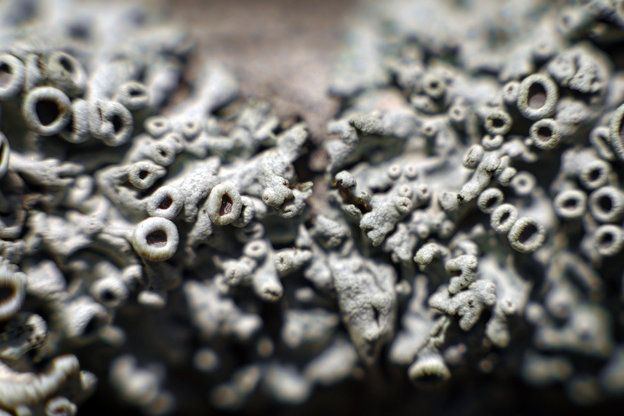 Plantes Épiphytes : Guide des Merveilles Sans Terre et Leur Entretien
