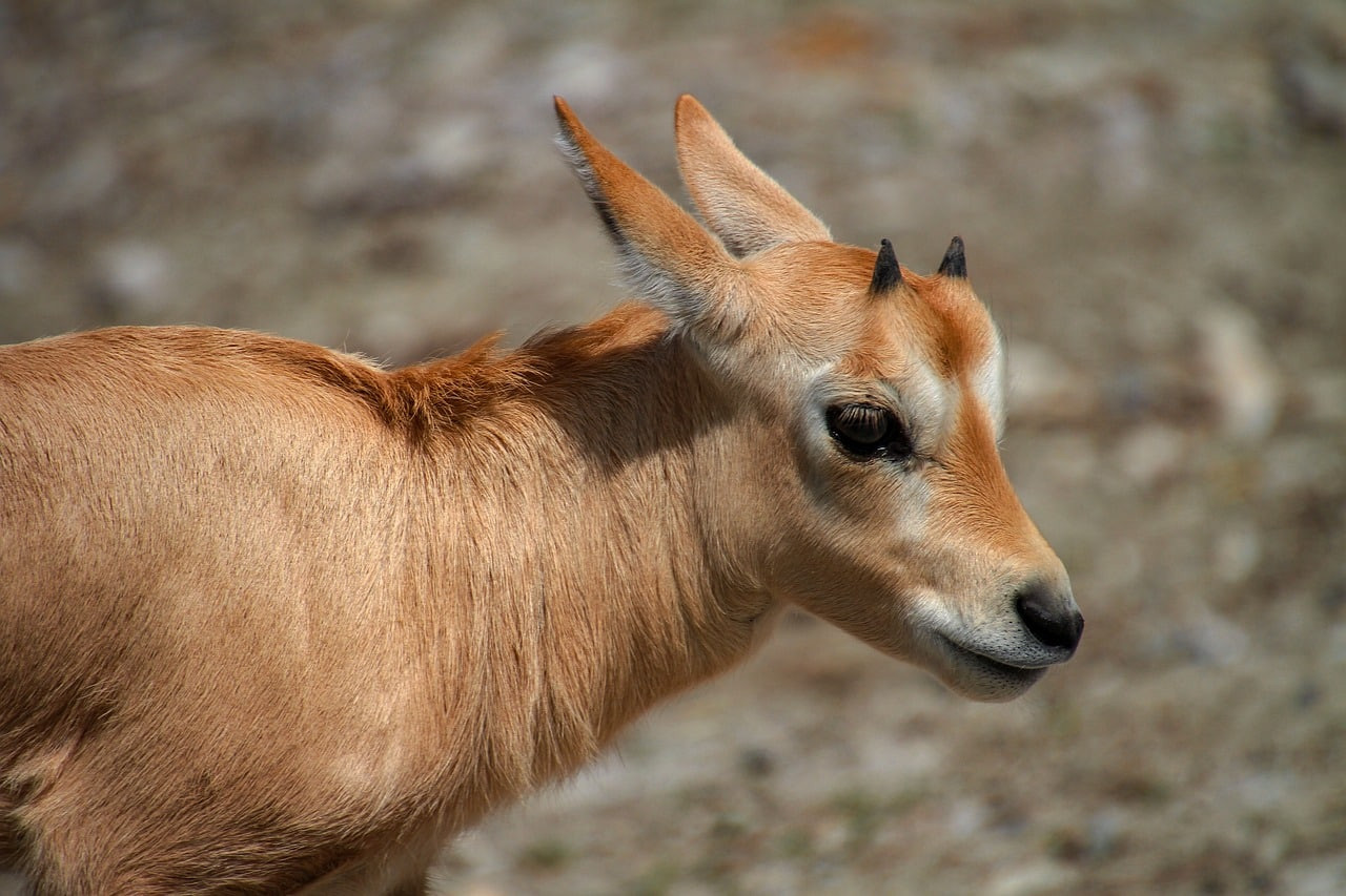 L'Oryx : Maître de la Survie et Guide d'Observation en Milieu Aride