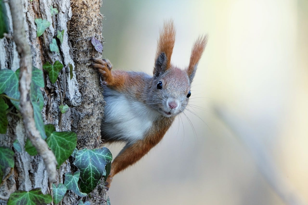 Capturer la Hyène en Savane : Astuces pour une Photographie Éthique