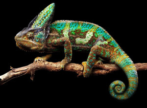 Le Caméléon : Maître de la Couleur et des Yeux Indépendants
