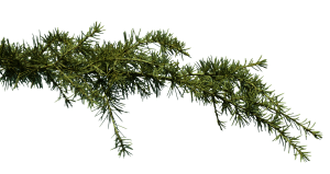 Couper les ailes des oiseaux : Éthique et alternatives à explorer