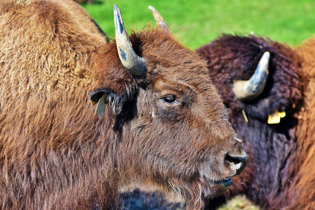 Éviter les Confrontations Audacieuses : Conseils pour Observer les Bisons en toute Sécurité