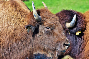 Éviter les Confrontations Audacieuses : Conseils pour Observer les Bisons en toute Sécurité