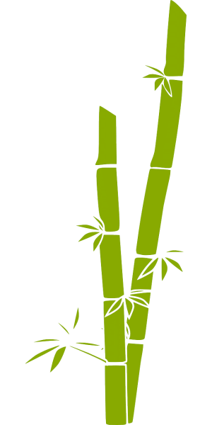 Le Mystère du Bambou Géant : Secrets de Sa Croissance Éblouissante