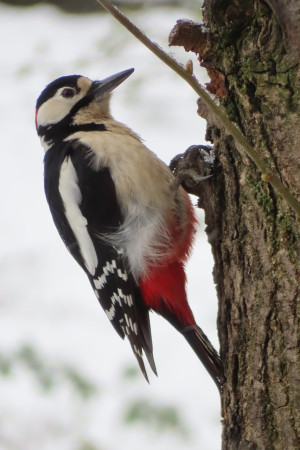 À l'écoute des piverts : Identifier leur chant et choisir la forêt idéale