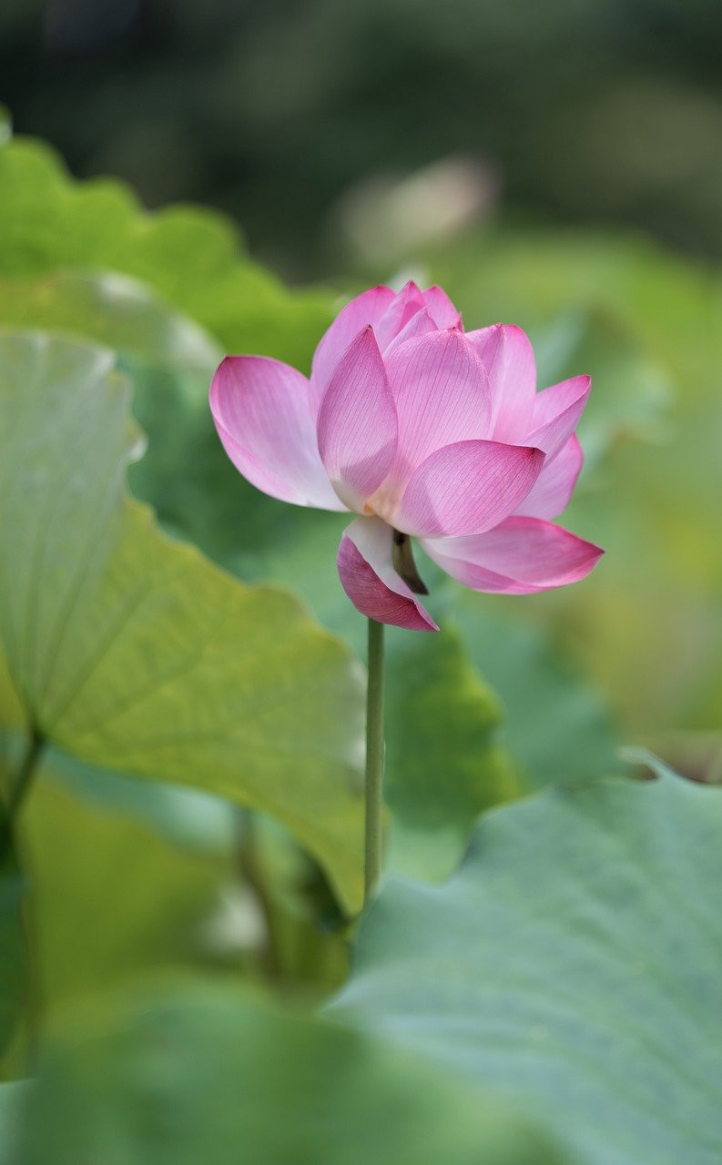 Les Secrets de Longévité de la Graine de Lotus : Une Germination Centenaire