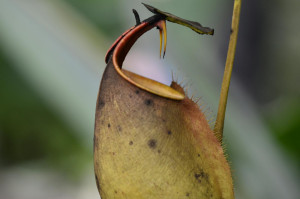 Nepenthes : L'Art de la Tentation Insectivore