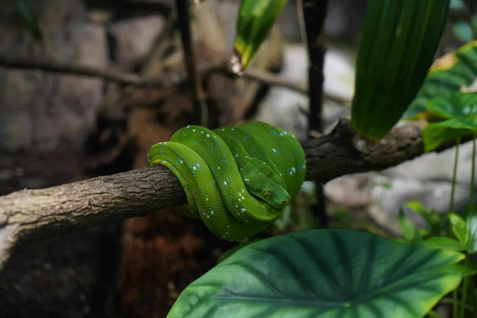 Aqua-Équilibre : 5 Astuces Pour Dompter les Algues dans Votre Aquarium