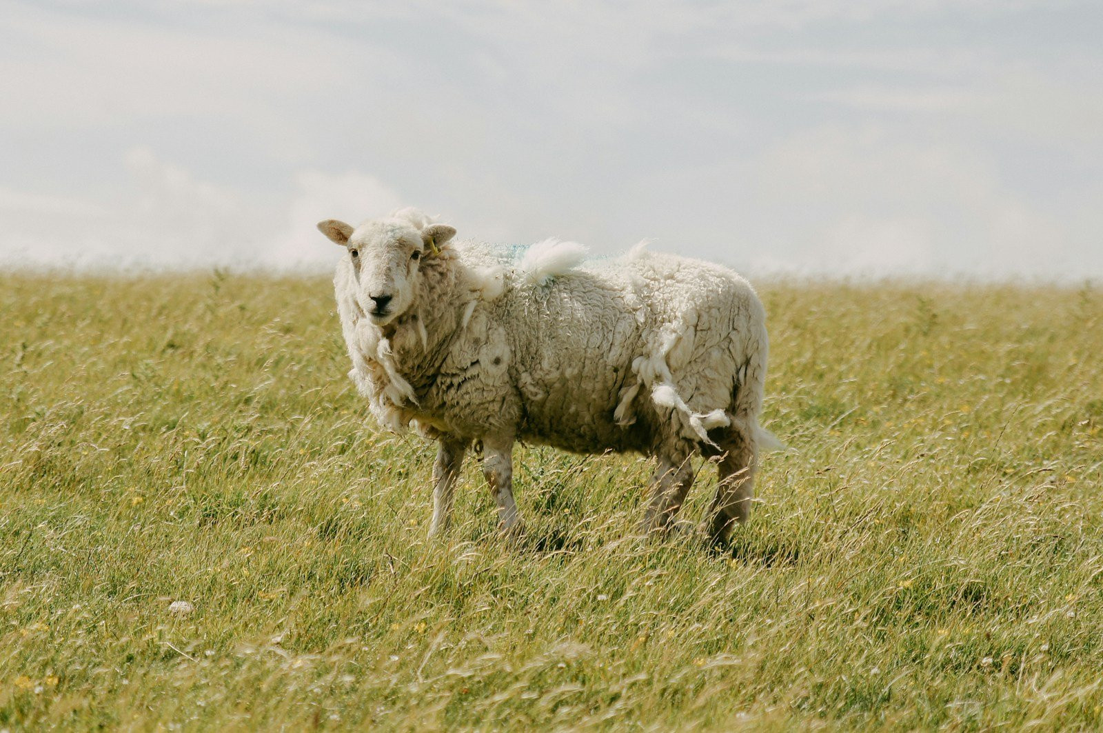 Prévenir la Gale : Gardez vos Moutons Sains en Plein Air !