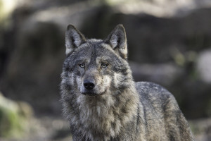 Les Chants du Loup Gris : Comprendre la Langue de la Meute