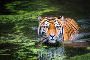 Tigre du Bengale : Trésor Menacé et Gardiens de son Avenir