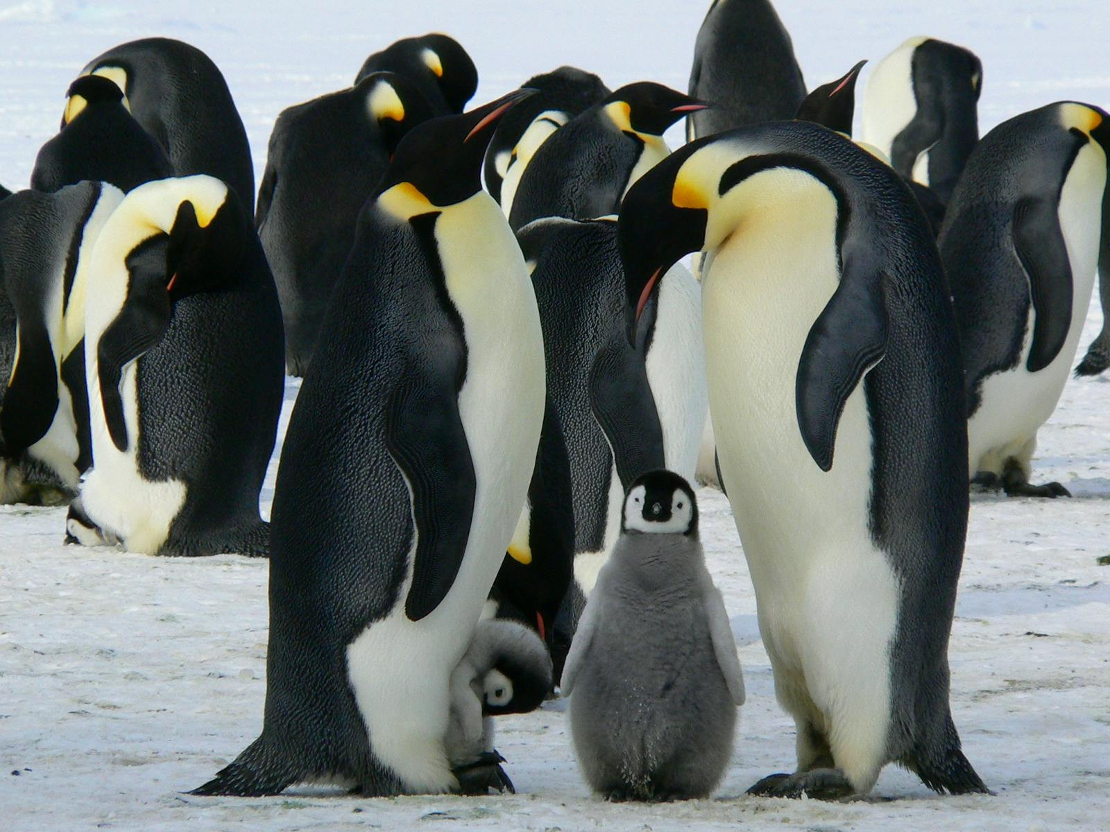 À la découverte des manchots royaux : les îles subantarctiques à explorer