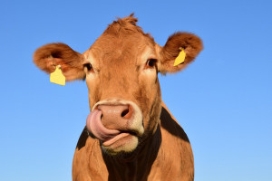 Force bovine : l'origine d'une expression et ses applications