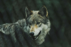À la rencontre du loup gris : observation et conservation en liberté