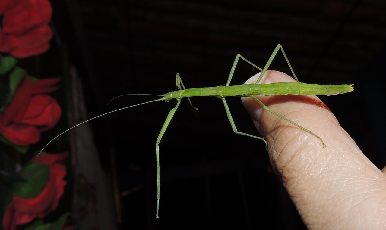 Phasmes : Régénération et Camouflage, Secrets d'Adaptation Naturelle