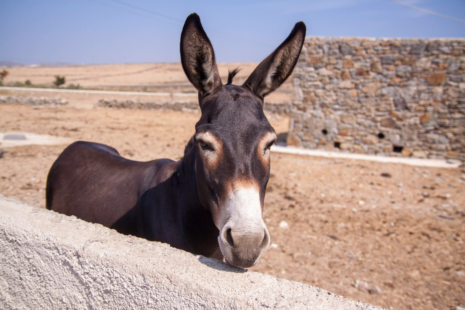 Décryptage : La ténacité de la mule et ses étonnantes capacités d'apprentissage
