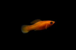 Le Mythe du Poisson Rouge : Un Habitat Aquatique Plus Spacieux qu'Imaginé