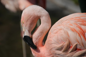 Guide des flamants roses : observations et bonnes pratiques en pleine migration