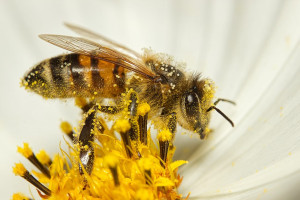 Pollinisation : le rôle vital des abeilles pour notre alimentation